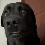 Recording 03/30/26 21:04:15