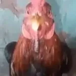 shut up chicken (copy) sloeww