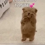 Tante Culik Aku Dong (Remix) (copy)