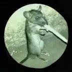 Message from the watcher