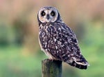 Shorteared owl 1