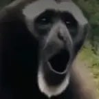 The screaming gibbon CUT