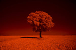 TOP G themes song (Lyrics) Andrew Tate's Theme