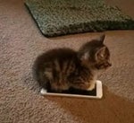 Cat iphone