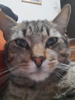 Psst screech sound effect (troll ur friend with this sound😂) r