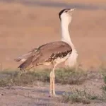 Male Australian Bustard