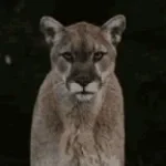 mmm lion