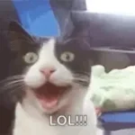 Meow ... hahaha #fyp #funny #meme #laughing