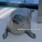 seal scream