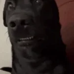 PERRA CACHERA PERRA CACHERA