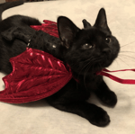 (10280) Shrek All star Intro HD (1080p) YouTube Google Chrome 2 - Sound