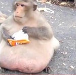 Why Are These Gas Prices So High wawa