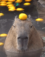 run rabbit run [slowed]