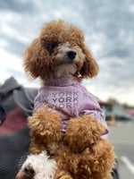 PAPARAPAKYAW MCDO FUNNY MEME CLIP