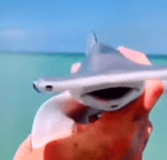 Baby hammerhead goes Yeah!
