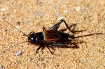 Field cricket