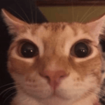 high quality jewels tag lol