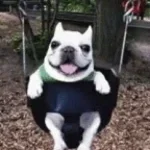 dog clicker