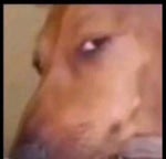 cri du singe bruit du singe monkey sounds verso della scimmia m