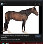 who's horse is that
