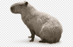 ok i pull up capybara