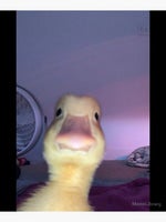 6IX9INE YAYA Official Lyric Video - Sound