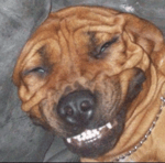 Bad Bunny Neverita (Letra Lyrics)