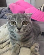 Fools Garden Lemon Tree (Official Video)