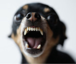 Dog Long Barking 5