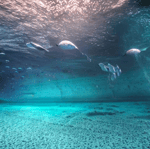 aquatic ambience - Sound