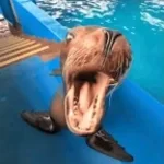 Sea Lion mad