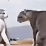 Macarena in low quality cats fighting