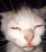 cat eats uranium