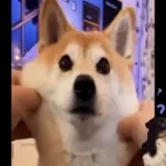 gibs mir doggy (copy)