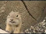 Chipmunk Laugh