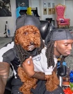 arabian lactic adic surgery screaming v3