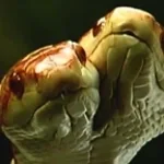 Carte calciatori di mio fratello