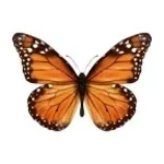 I dreamt I was a butterfly