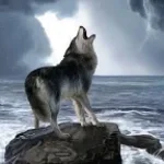 Wolf howling