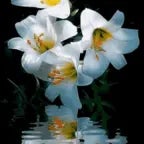 looking glass luminescence