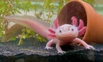 Axolotl