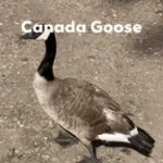 Canada Goose 2.0