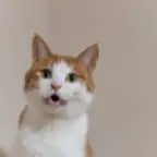 Helicopter Penar (copy)