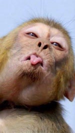 dubious little creature