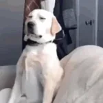 esli-timmeit-otoshel-v-vajnyii-moment