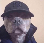 A 10 warthog BRRRRRT sound effect