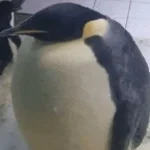 Emperor Penguin 4