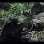 Dimorphodon Roar