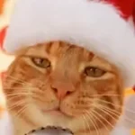 os city boi estao comendo cuscuz