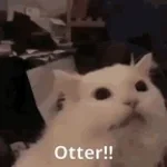 meow meow meow